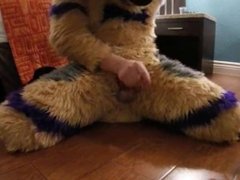 Banded Gshep Fursuiter trying to get off