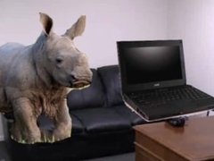 School Laptops Get Destroyed By Adopted Rhino