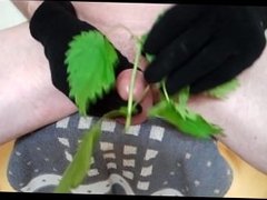 nettle in and on cock with cumshot