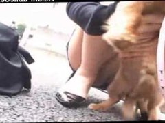 cute asian dog with spycam is used too spy under sexy girls miniskirt !