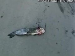 car crush fish
