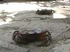 car crush crab
