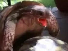 hot ebony turt gets fucked by big black turt