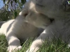 4 rare white lion cubs born in Taigan Safari Park