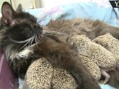 Cat adopts orphaned baby hedgehogs