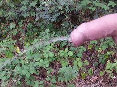 Pissing and walking in the forest, August 2019